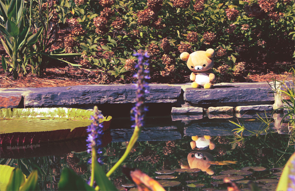 Rilakkuma Photo Contest - submission